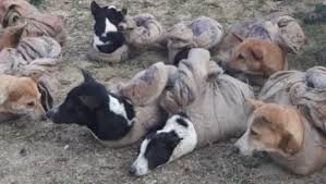 नागालैंड में कुत्ते के मांस की बिक्री पर लगाया प्रतिबंध