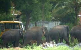नीलगिरी में हाथियों को परेशान नहीं करने देंगे' (