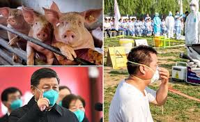 चीन में सूअर में मिला फ्लू वायरस, मचा हड़कंप