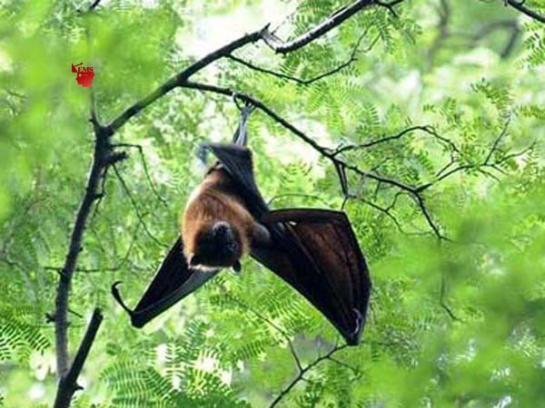 म्यांमार के चमगादड़ों में मिले 6 नए प्रकार के कोरोना वायरस म्यांमार के चमगादड़ों में मिले 6 नए प्रकार के कोरोना वायरस