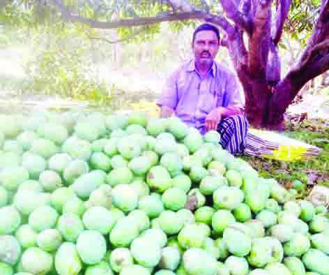 జగిత్యాల..మామిడి పై కరోనా ప్రభావం