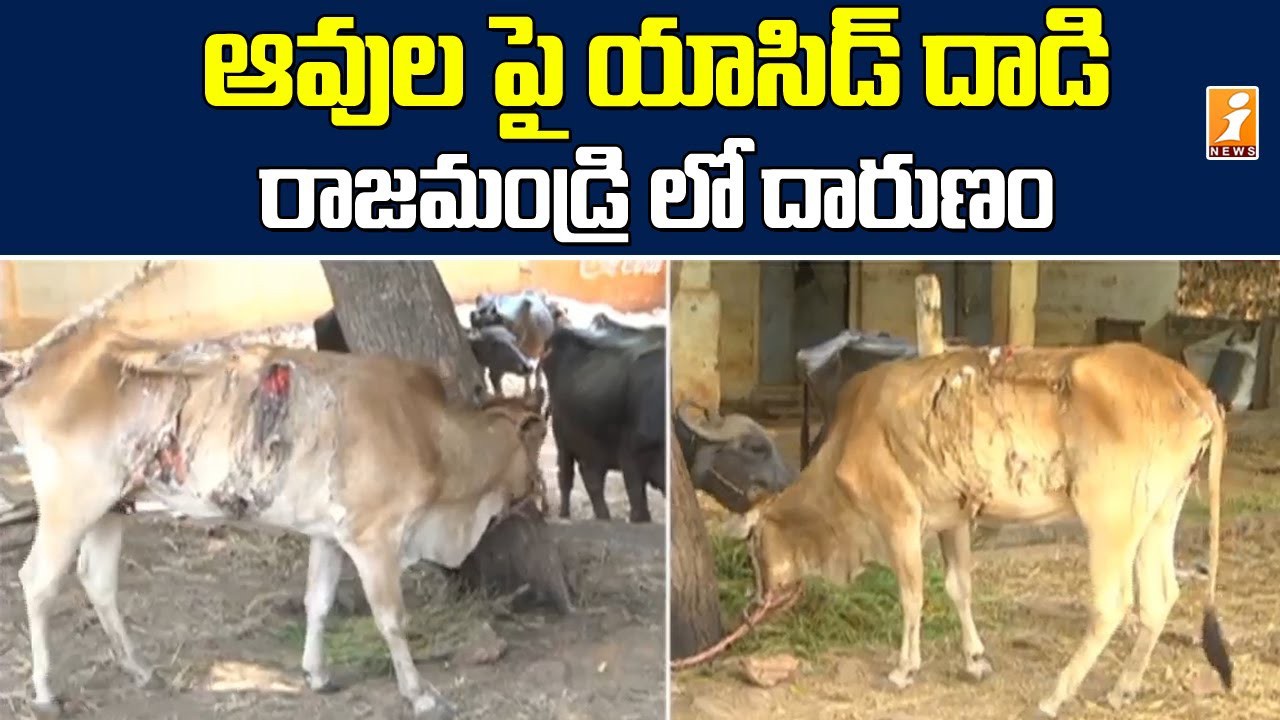 గోవులపై యాసిడ్ దాడి.. నిందితులపై కఠిన చర్యకు డిమాండ్ గోవులపై యాసిడ్ దాడి.. నిందితులపై కఠిన చర్యకు డిమాండ్