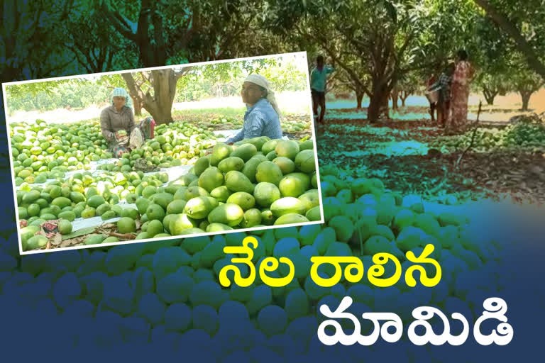 ఈదురు గాలులకు నేల రాలిన మామిడి కాయలు