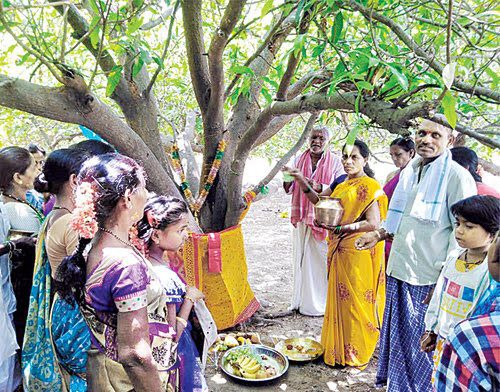 మామిడి చెట్లకు పెళ్లి