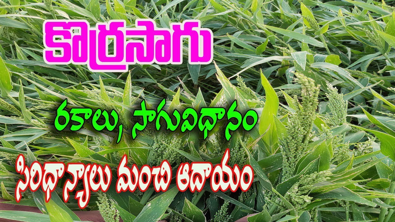 మిల్లెట్స్ తో ఆదాయం మిల్లెట్స్ తో ఆదాయం