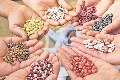 నకిలీ విత్తనాల ఖిల్లా నకిలీ విత్తనాల ఖిల్లా