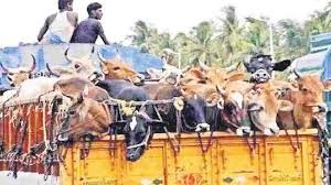 అమానుషంగా కుక్కి ఆవుల రవాణా అమానుషంగా కుక్కి ఆవుల రవాణా