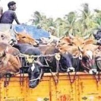 అమానుషంగా కుక్కి ఆవుల రవాణా