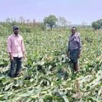 కొంప ముంచిన ఆకాల వర్షాలు
