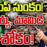 మామిడి రైతులపై ట్రంప్ ఎఫెక్ట్