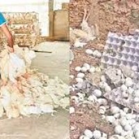 తెలంగాణలో బర్డ్ ఫ్లూ కలకలం