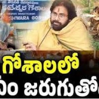 తిరుమల గోశాలలో ఏం జరుగుతోంది..