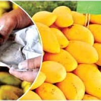 తియ్యని పండ్ల వెనుక చేదు నిజాలు.