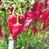 వరంగల్ చిల్లీకి జియో గుర్తింపు