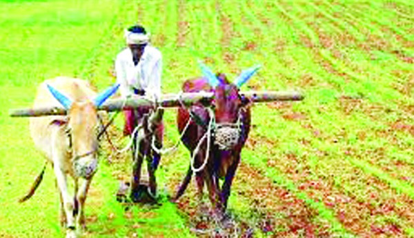 ఆశాజనకంగా వర్షాలు... ఆనందంలో రైతులు ఆశాజనకంగా వర్షాలు... ఆనందంలో రైతులు