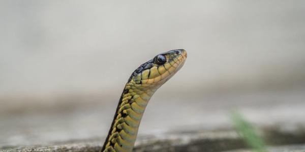 వానల కాలం... పాముల కాలం వానల కాలం... పాముల కాలం