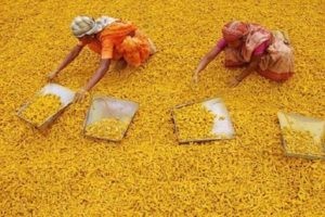 కాసులు కురిపిస్తున్న పచ్చ బంగారం కాసులు కురిపిస్తున్న పచ్చ బంగారం