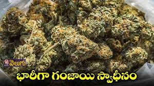 భారీ స్థాయిలో గంజాయి స్వాధీనం భారీ స్థాయిలో గంజాయి స్వాధీనం