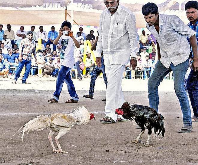 పందానికి సై అంటున్న గోదావరి జిల్లాలు పందానికి సై అంటున్న గోదావరి జిల్లాలు