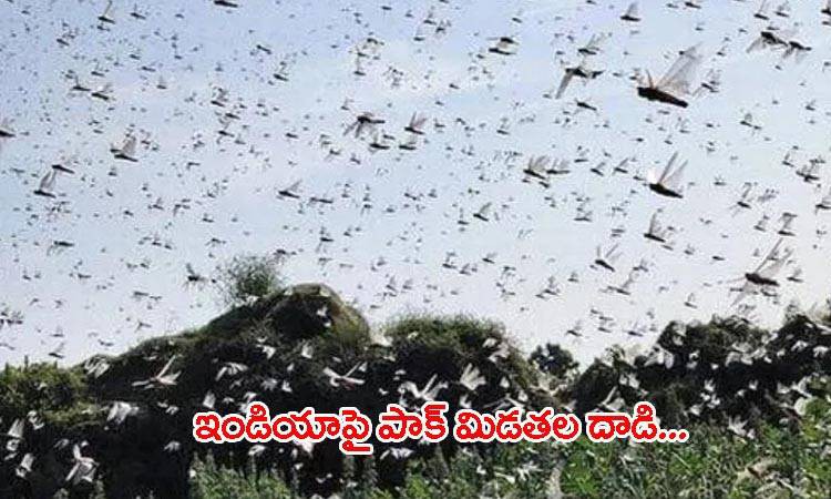 పాకిస్తాన్ నుంచి చొచ్చుకొస్తున్న మిడతలు పాకిస్తాన్ నుంచి చొచ్చుకొస్తున్న మిడతలు