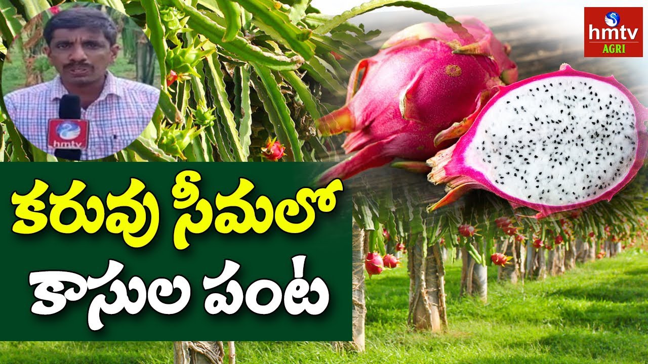 డ్రాగన్ ఫ్రూట్... కాసులు డ్రాగన్ ఫ్రూట్... కాసులు