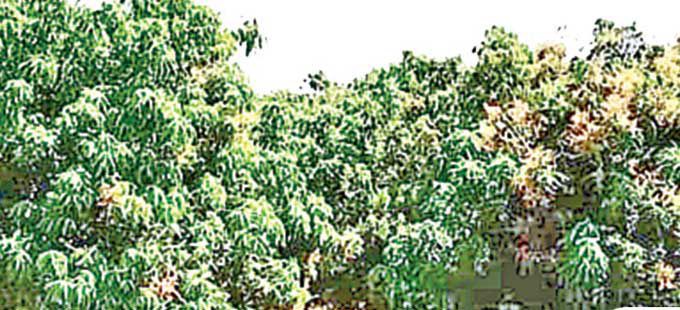 ఆలస్యంగా మామిడి పూత ఆలస్యంగా మామిడి పూత
