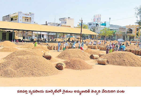 సిరులు కురిపిస్తున్న వేరుసెనగ సిరులు కురిపిస్తున్న వేరుసెనగ