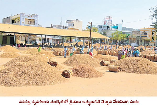 సిరులు కురిపిస్తున్న వేరుసెనగ