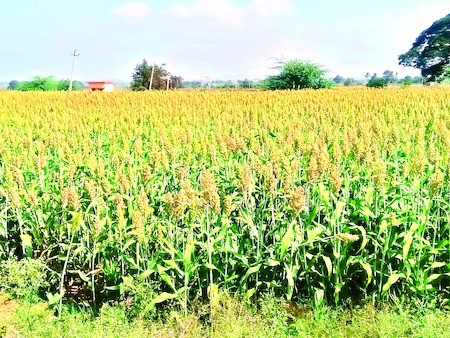 జోన్న పంటలకు ఫుల్ డిమాండ్ జోన్న పంటలకు ఫుల్ డిమాండ్