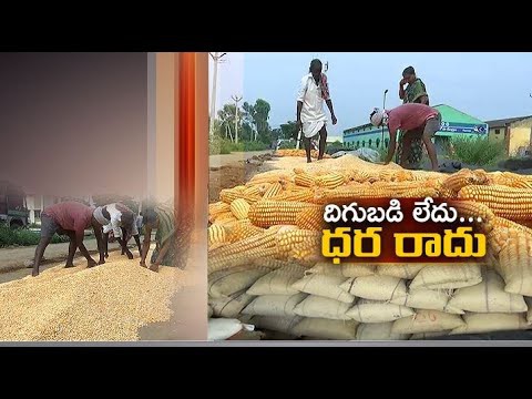 మొక్కజొన్న రైతు..దిగాలు