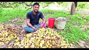 శ్రీకాకుళంలో జీడీపప్పు రైతులకు టెన్షన్ శ్రీకాకుళంలో జీడీపప్పు రైతులకు టెన్షన్