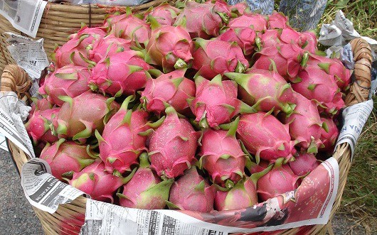 డ్రాగన్ ఫ్రూట్ కు ఫుల్ డిమాండ్ డ్రాగన్ ఫ్రూట్ కు ఫుల్ డిమాండ్