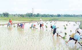 వ్యవసాయ పనుల్లో రైతులు బిజీ బిజీ వ్యవసాయ పనుల్లో రైతులు బిజీ బిజీ