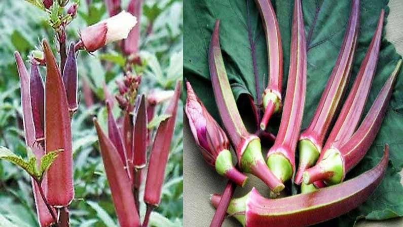 వరంగల్ లో ఎర్రబెండ వరంగల్ లో ఎర్రబెండ