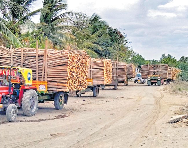 సుబాబుల్ రైతుల పరిస్థితి దారుణం సుబాబుల్ రైతుల పరిస్థితి దారుణం