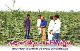 కేంద్రానికి చేరని పంట నష్టం నివేదికలు అధికారుల నిర్లక్ష్యం రైతులకు శాపం కేంద్రానికి చేరని పంట నష్టం నివేదికలు అధికారుల నిర్లక్ష్యం రైతులకు శాపం