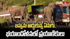 బస్సును అడ్డుకున్న ఏనుగులు బస్సును అడ్డుకున్న ఏనుగులు