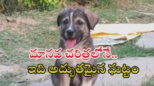 గ్రేట్ డాగ్.. గ్రేట్ డాగ్..