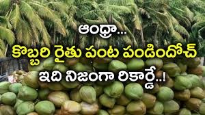 కొబ్బరి రైతులకు పండుగ... కొబ్బరి రైతులకు పండుగ...