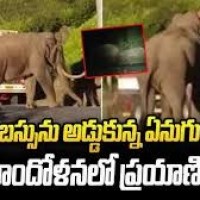 బస్సును అడ్డుకున్న ఏనుగులు