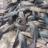 సిటీలో రాకాసీ చేపలే