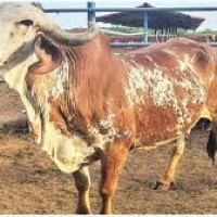 ఈ ఆవు 10 లక్షలు