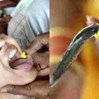 ఈ నెల 8 ,9 వ తేదీలలో చేప మందు ప్రసాదం పంపిణీ