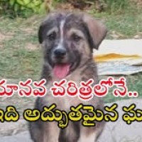  గ్రేట్ డాగ్..