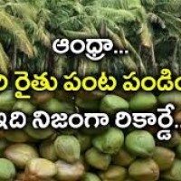 కొబ్బరి రైతులకు పండుగ...
