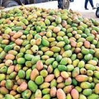 తోతాపురి మామిడి పంచాయితీ...