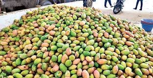 తోతాపురి మామిడి పంచాయితీ... తోతాపురి మామిడి పంచాయితీ...