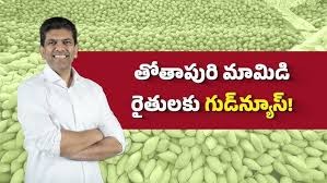 తోతాపురి మామిడి రైతులకు బిగ్ రిలీఫ్