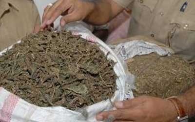 గంజాయి స్వాధీనం గంజాయి స్వాధీనం