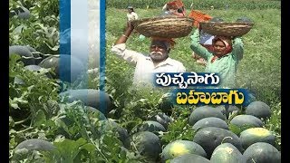 కాసులు కురిపిస్తున్న పుచ్చకాయలు కాసులు కురిపిస్తున్న పుచ్చకాయలు